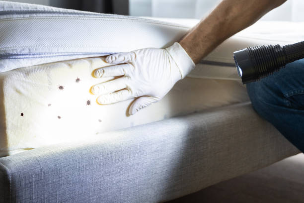 Best Termite Control Services  in Athens, TX