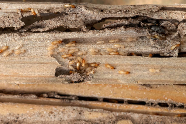 Athens, TX Pest Control Company